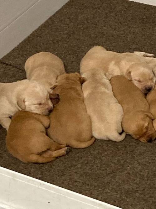 2 male Yellow labs for sale in Charlestown of Aberlour, Moray - Image 2