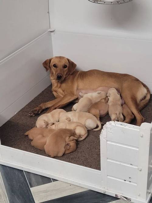 2 male Yellow labs for sale in Charlestown of Aberlour, Moray - Image 3