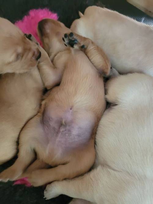 2 male Yellow labs for sale in Charlestown of Aberlour, Moray - Image 4