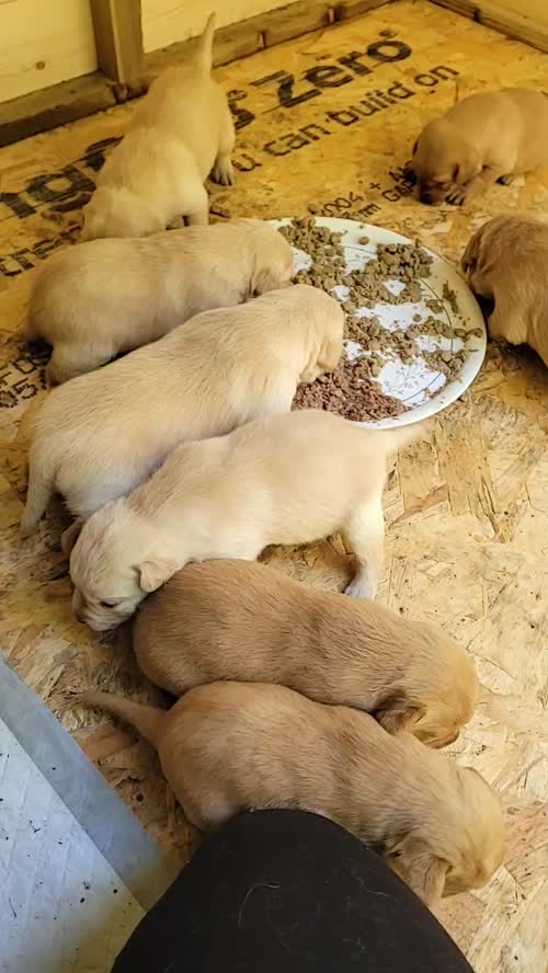 Fox red/ yellow labs for sale in Charlestown of Aberlour, Moray