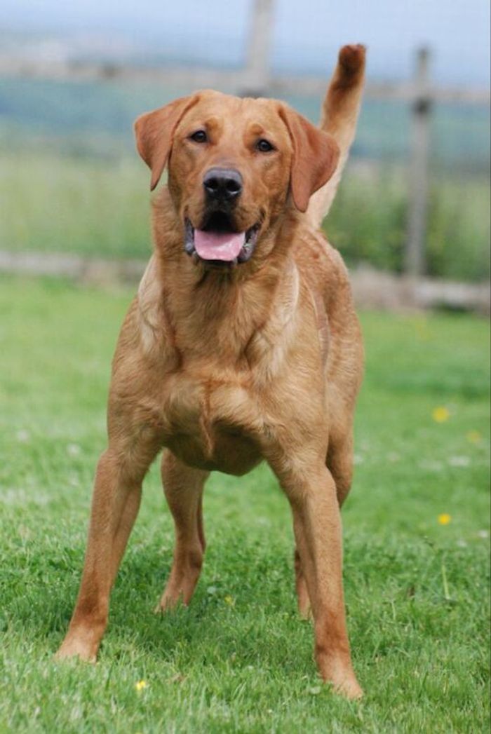 Labrador Retriever stud dog for stud in Patna, Ayrshire and Arran – KC registered, 1 year old - Image 5 of 11
