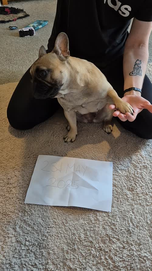 French Bulldog for sale in Coalville, Leicestershire
