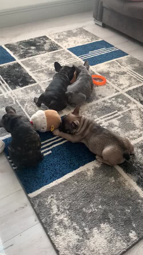 (LAST 1) French bulldog for sale in Walsall, West Midlands