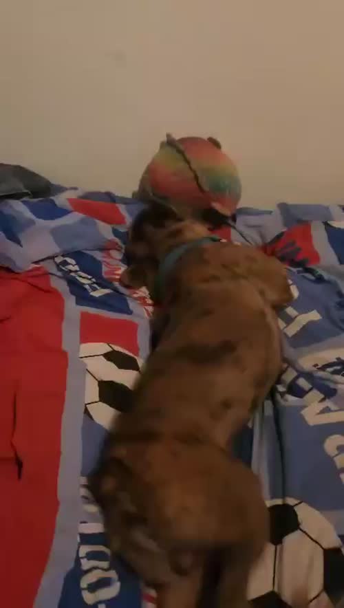Frenchie for sale in Eltham, Greater London