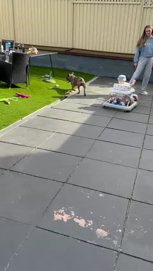 Frenchie for sale in Eltham, Greater London