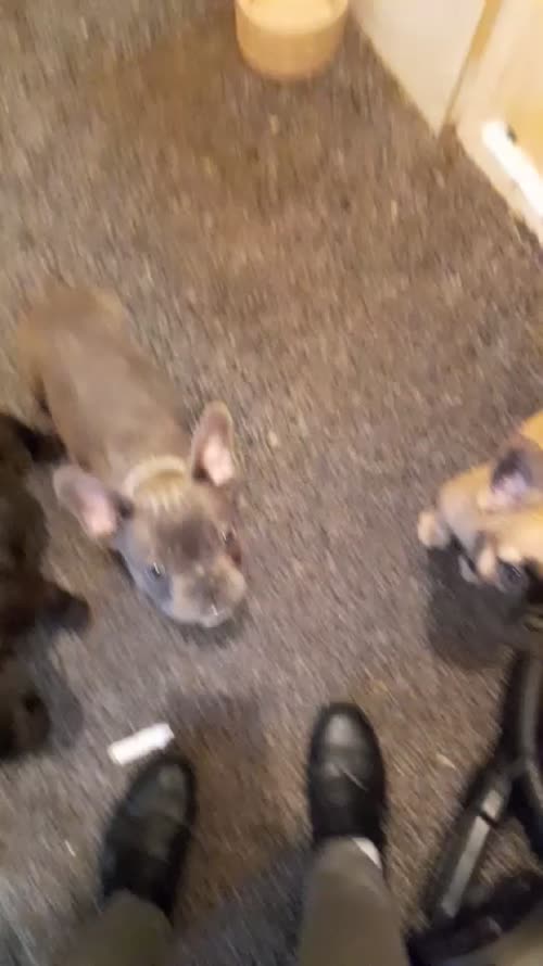 Frenchie pups for sale in West midlands