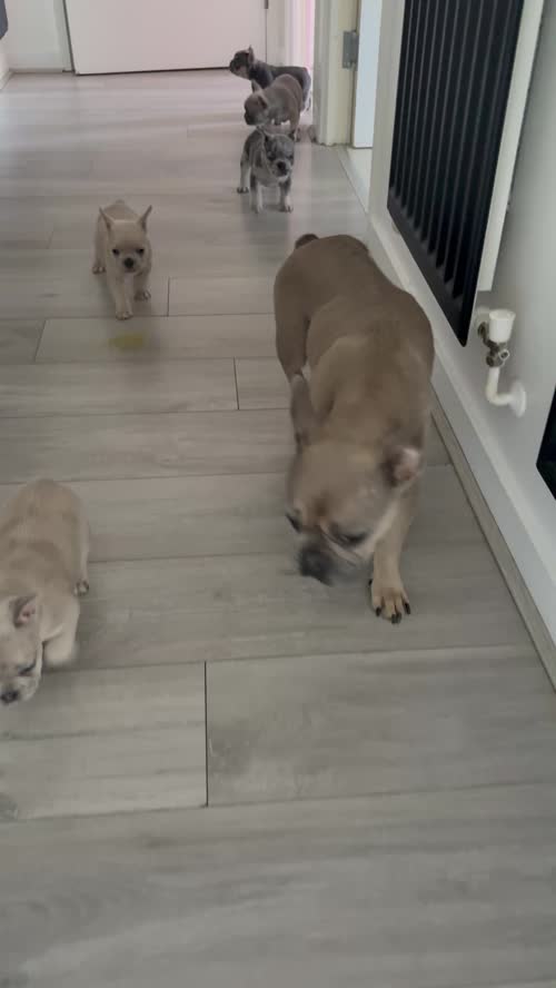 Frenchie pups for sale in Islington, Greater London