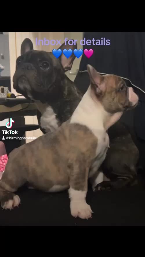 French bulldog x English bulldog for sale in Birmingham, West Midlands