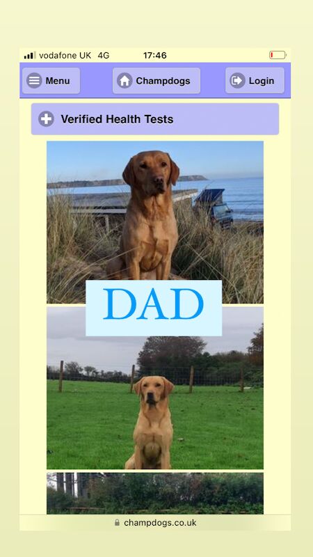 Champion Bloodline KC Labrador Puppies For Sale in Swansea