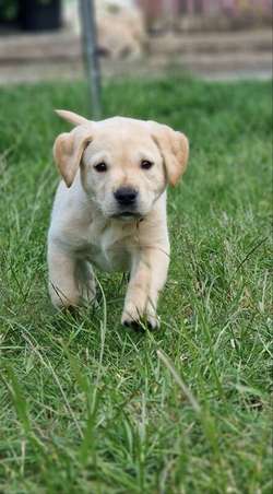 FTCH Bred Labrador Puppies 🐶 for sale in Cardigan / Aberteifi, Dyfed | Image 1