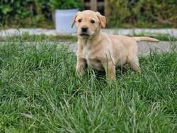 FTCH Bred Labrador Puppies 🐶 for sale in Cardigan / Aberteifi, Dyfed | Image 2