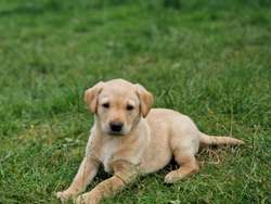 FTCH Bred Labrador Puppies 🐶 for sale in Cardigan / Aberteifi, Dyfed | Image 3