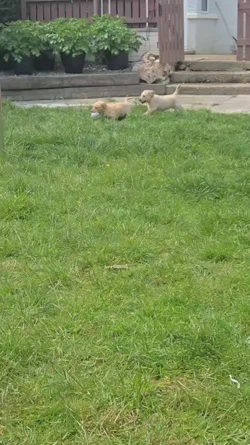 FTCH Bred Labrador Puppies š¶ for sale in Cardigan / Aberteifi, Dyfed