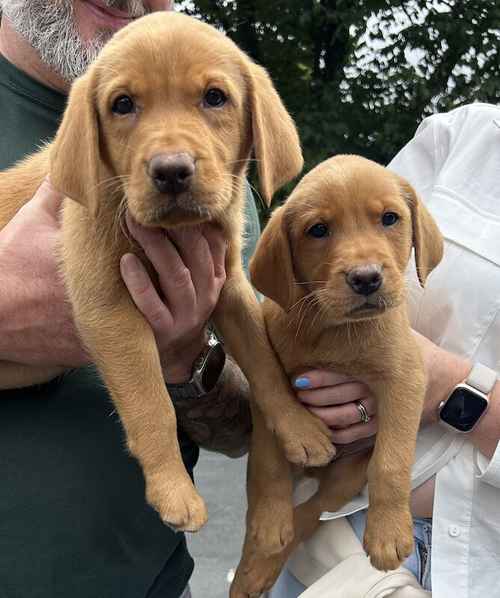 FTCH KC Fox Red Labrador Puppies from Fully Health Tested Parents for sale in Southport, Merseyside