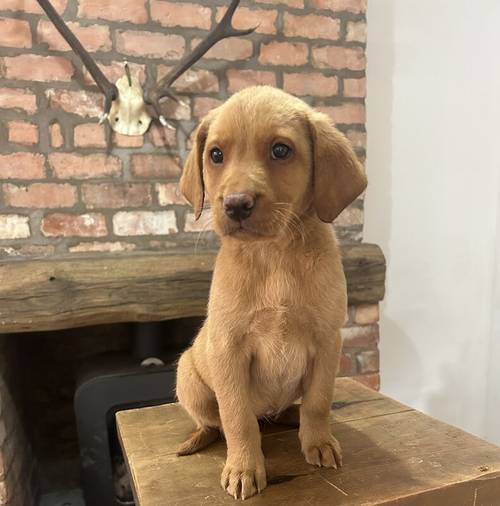 FTCH KC Fox Red Labrador Puppies from Fully Health Tested Parents for sale in Southport, Merseyside - Image 2