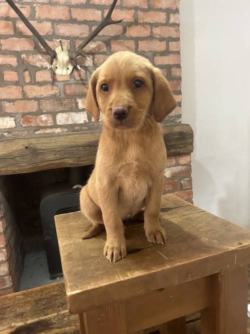 FTCH KC Fox Red Labrador Puppies from Fully Health Tested Parents for sale in Southport, Merseyside - Image 3