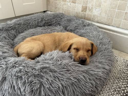 FTCH KC Fox Red Labrador Puppies from Fully Health Tested Parents for sale in Southport, Merseyside - Image 4