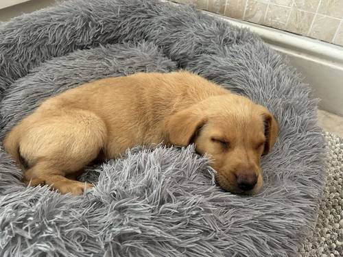 FTCH KC Fox Red Labrador Puppies from Fully Health Tested Parents for sale in Southport, Merseyside - Image 5