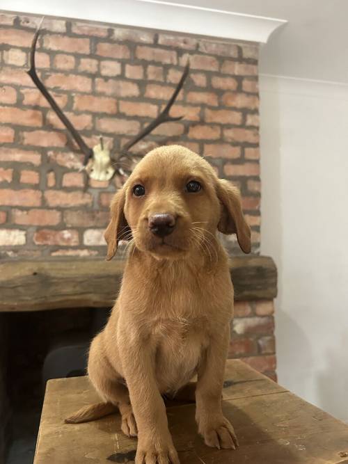 FTCH KC Fox Red Labrador Puppies from Fully Health Tested Parents for sale in Southport, Merseyside - Image 6