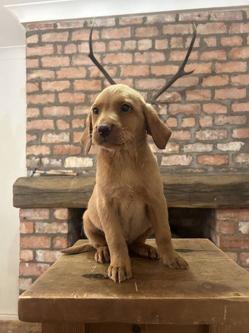 FTCH KC Fox Red Labrador Puppies from Fully Health Tested Parents for sale in Southport, Merseyside - Image 7