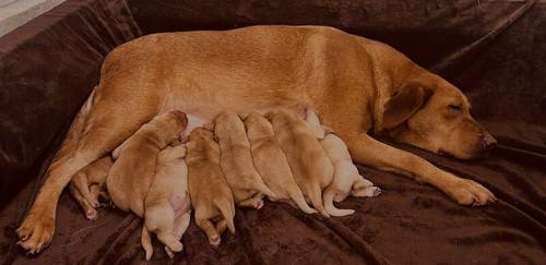 FTCH KC Fox Red Labrador Puppies from Fully Health Tested Parents for sale in Southport, Merseyside - Image 8