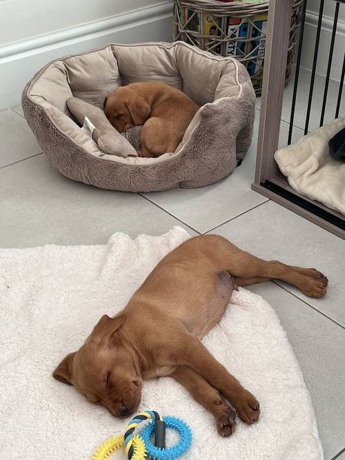 FTCH KC Fox Red Labrador Puppies from Fully Health Tested Parents for sale in Southport, Merseyside - Image 9