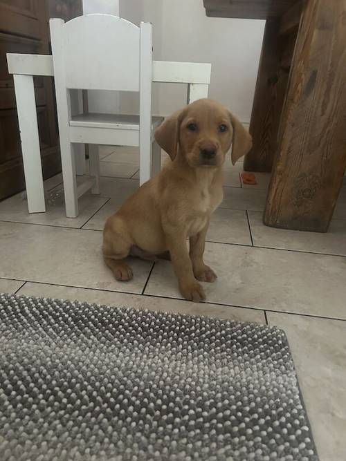 FTCH KC Fox Red Labrador Puppies from Fully Health Tested Parents for sale in Southport, Merseyside - Image 10