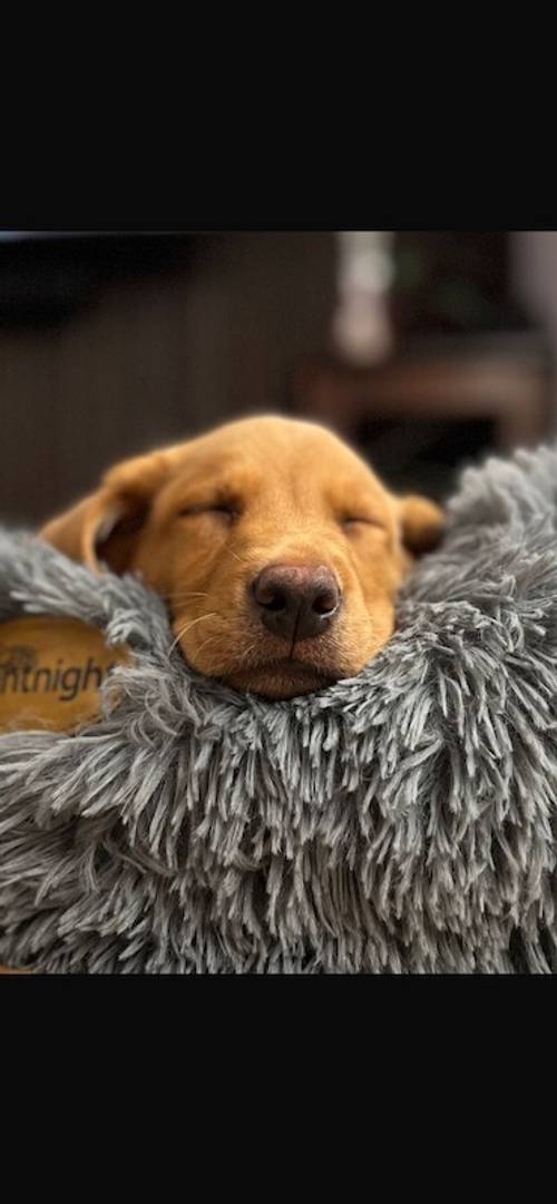 FTCH KC Fox Red Labrador Puppies from Fully Health Tested Parents for sale in Southport, Merseyside - Image 11