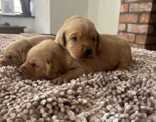 FTCH KC Labrador Puppies from Fully Health Tested Parents for sale in Southport, Merseyside