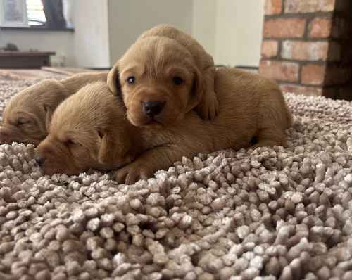 FTCH KC Labrador Puppies from Fully Health Tested Parents for sale in Southport, Merseyside