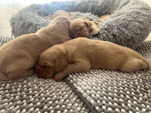 FTCH KC Labrador Puppies from Fully Health Tested Parents for sale in Southport, Merseyside - Image 3