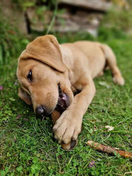 FTCH KC WORKING FOX RED LABRADOR PUPS for sale in Golspie, Highland