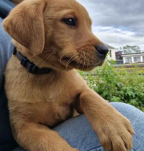 FTCH/KC WORKING FOXRED/YELLOW LABRADOR PUPS for sale in Little Rogart, Highland