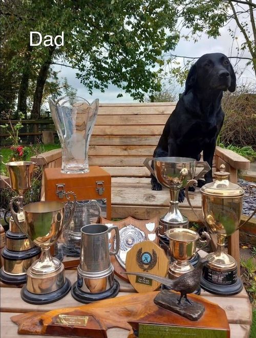 FTCh Labrador Pups Chunky Traditional Stunning for sale in Goxhill, Lincolnshire