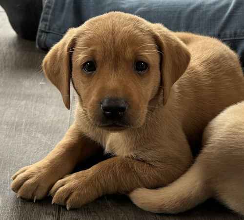 FTCH Pedigree KC Reg Red/Yellow Labrador Puppies for sale in Cambridgeshire