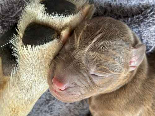 FTCH Pedigree KC Reg Labrador puppies for sale in Doddington, Cambridgeshire