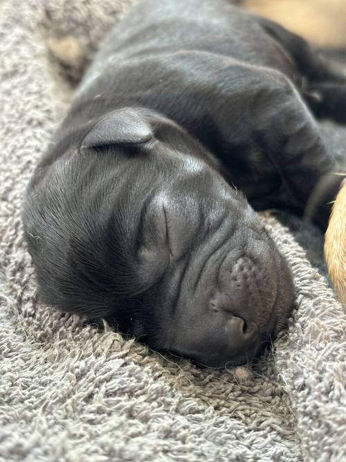 FTCH Pedigree KC Reg Labrador puppies for sale in Doddington, Cambridgeshire - Image 2