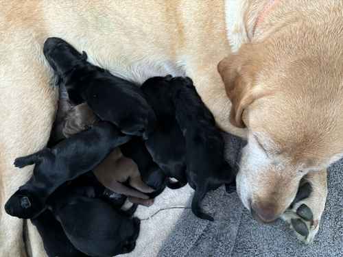 FTCH Pedigree KC Reg Labrador puppies for sale in Doddington, Cambridgeshire