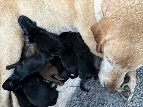 FTCH Pedigree KC Reg Labrador puppies for sale in Doddington, Cambridgeshire - Image 4