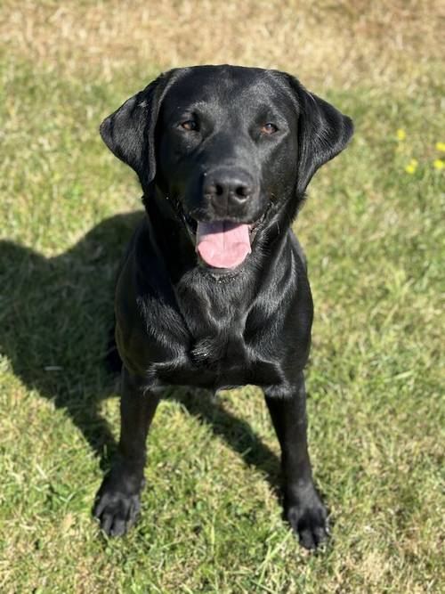 FTCH Pedigree KC Reg Labrador puppies for sale in Doddington, Cambridgeshire - Image 5