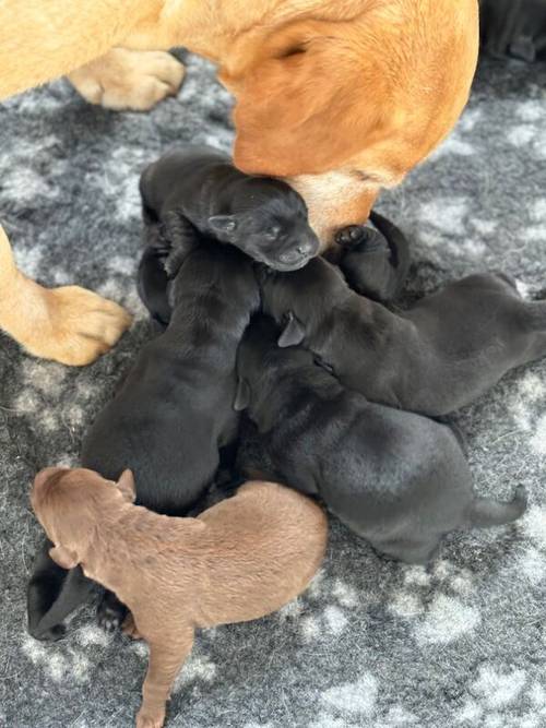 FTCH Pedigree KC Reg Labrador puppies for sale in Doddington, Cambridgeshire - Image 6