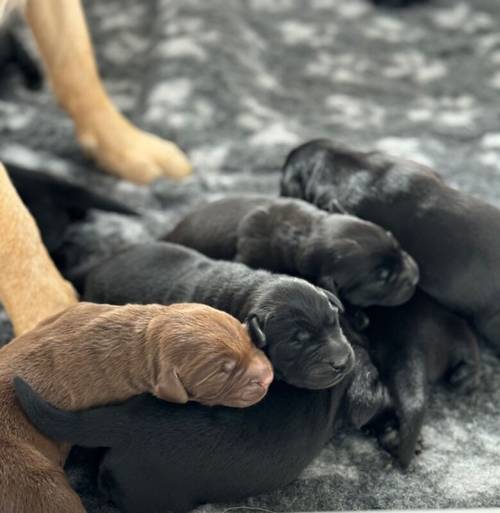 FTCH Pedigree KC Reg Labrador puppies for sale in Doddington, Cambridgeshire - Image 7