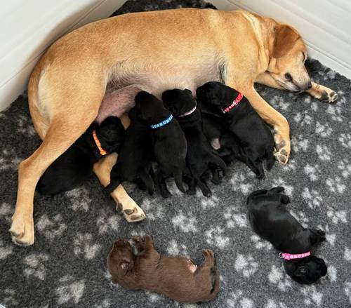 FTCH Pedigree KC Reg Labrador puppies for sale in Doddington, Cambridgeshire - Image 8