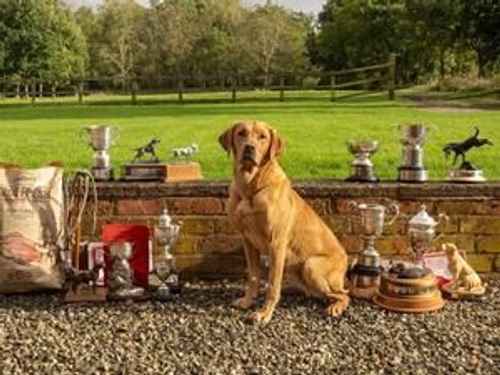 FTCH sired fully health tested fox red Labrador puppies available for sale in Nottinghamshire