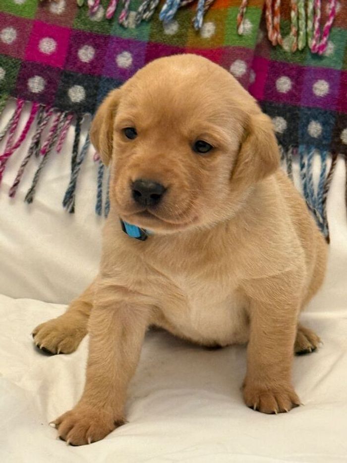 Labrador Retriever puppies for sale in Battle, East Sussex – KC registered, 4 weeks old - Image 1 of 4