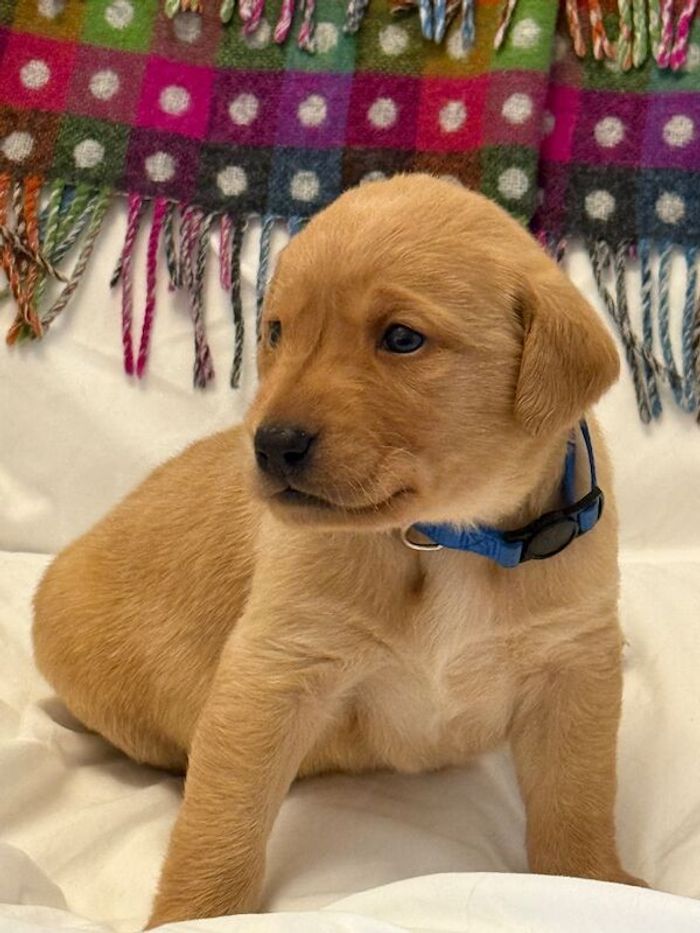 Labrador Retriever puppies for sale in Battle, East Sussex – KC registered, 4 weeks old - Image 2 of 4