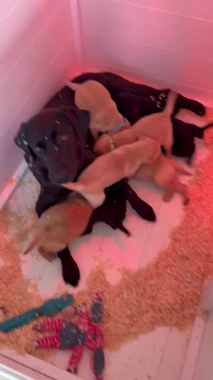 Labrador Retriever puppies for sale in Battle, East Sussex – KC registered, 5 weeks old