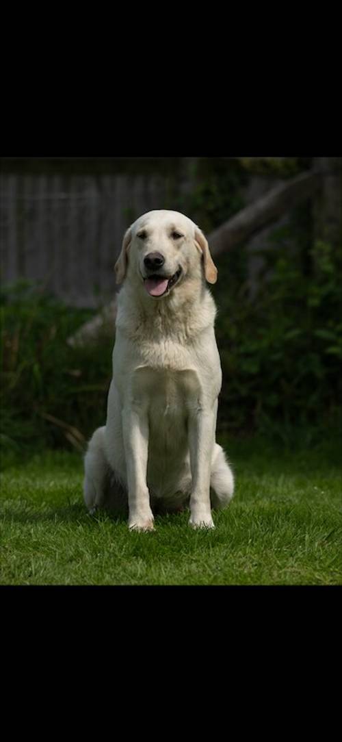 Ftch sired puppies, Fully Health Tested. for sale in Battle, East Sussex - Image 3