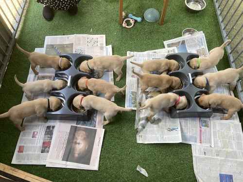 FTCh sired yellow Labrador puppies for sale in Aberfoyle Stirling