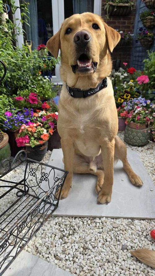 Full health tested kc registered kenz duo meltaway aka dirty harry for sale in Fareham, Hampshire